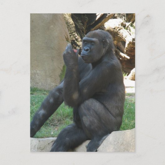 Umsichtige Gorilla Postkarte (Vorderseite)