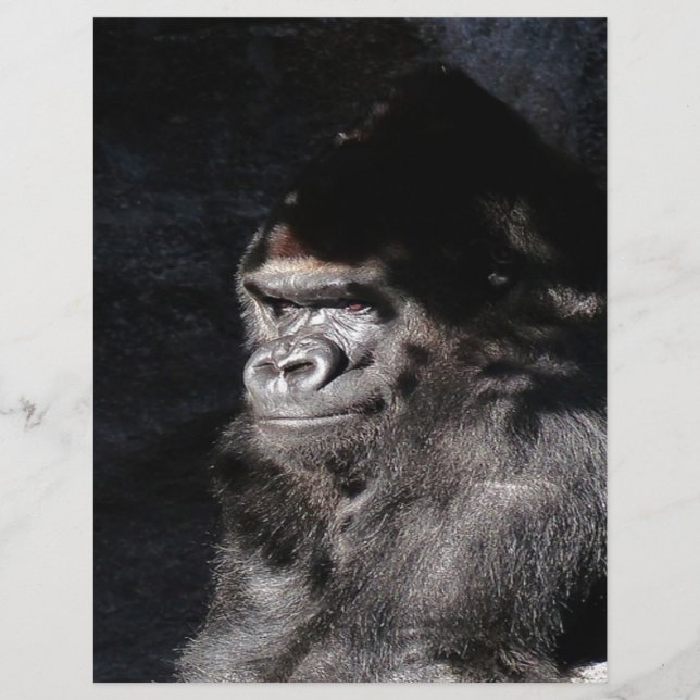 Umsichtiger Gorilla (Vorderseite)