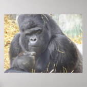 Umsichtiges Gorilla Poster (Vorne)