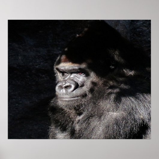 Umsichtiges Gorilla Wall Poster (Vorne)