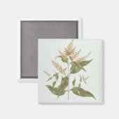 Umtar (Buddleia polystachya) (w/c über Grafit auf Magnet (Vorderseite/Rückseite)