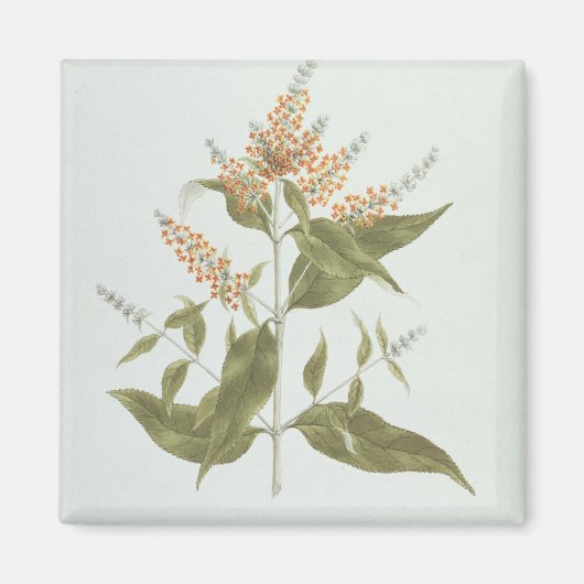 Umtar (Buddleia polystachya) (w/c über Grafit auf Magnet (Vorne)
