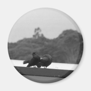 Umwerbende Tauben Magnet