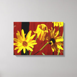 Umzäunte Gänseblümchen-Blumenleinwanddruck Leinwanddruck