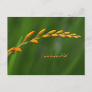 un brin d'été postkarte