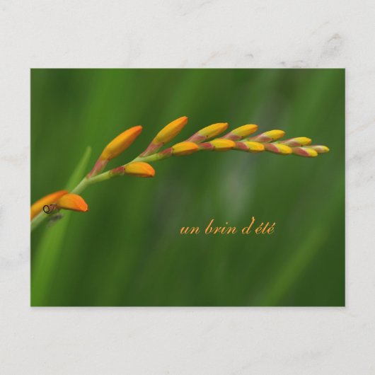 un brin d'été postkarte (Vorderseite)