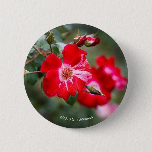 Unabhängigkeitstag-Strauch Button (Vorderseite)