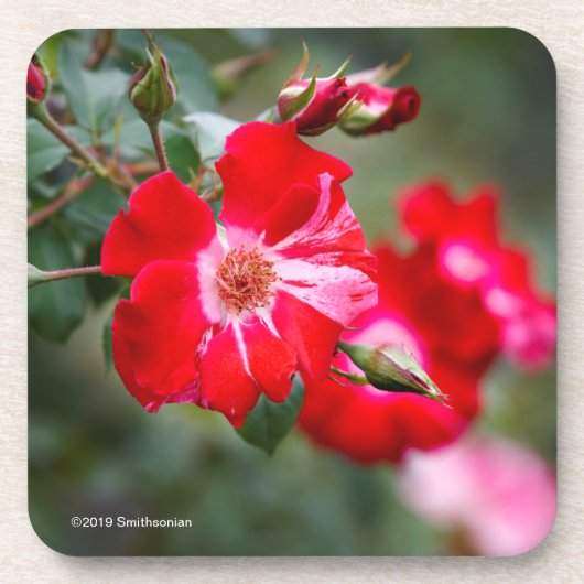 Unabhängigkeitstag-Strauch Getränkeuntersetzer (Vorderseite)