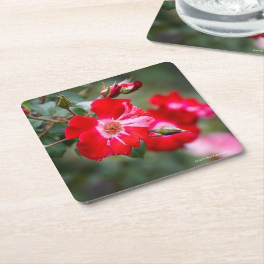 Unabhängigkeitstag-Strauch Rechteckiger Pappuntersetzer (angewinkelt)