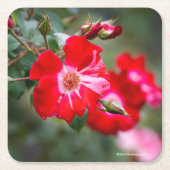 Unabhängigkeitstag-Strauch Rechteckiger Pappuntersetzer (Vorderseite)