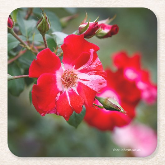 Unabhängigkeitstag-Strauch Rechteckiger Pappuntersetzer (Vorderseite)