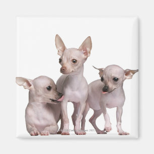 Unbehaarte Chihuahua (5 und 7 Monate alte) Magnet