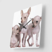 Unbehaarte Chihuahua (5 und 7 Monate alte) Quadratische Wanduhr (Winkel)