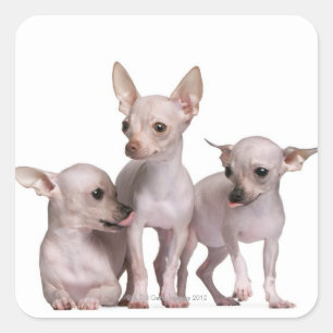 Unbehaarte Chihuahua (5 und 7 Monate alte) Quadratischer Aufkleber