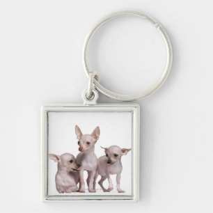 Unbehaarte Chihuahua (5 und 7 Monate alte) Schlüsselanhänger