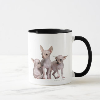 Unbehaarte Chihuahua (5 und 7 Monate alte) Tasse
