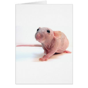 Unbehaarte Ratte