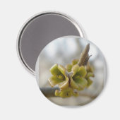 Unbekannte Baumstruktur-Blume - Springtime Magnet (Vorderseite/Rückseite)