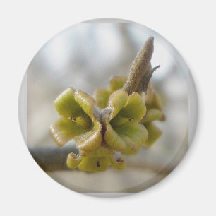 Unbekannte Baumstruktur-Blume - Springtime Magnet