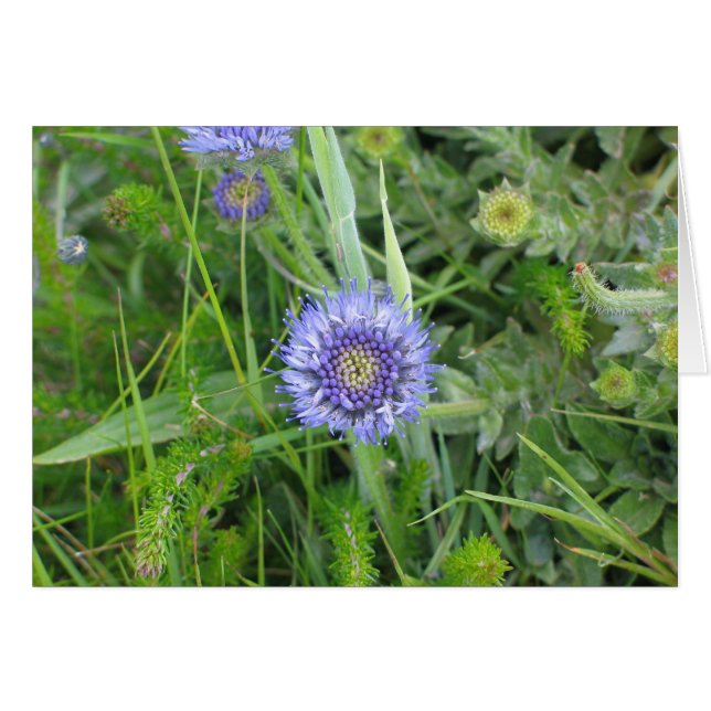 Unbekannte Blume, Cliffs of Moher, Irland (Vorderseite (Horizontal))