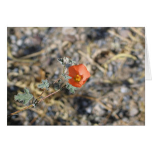 Unbekannte Blume, Death Valley National Park