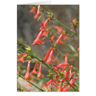 Unbekannte Blume, Könige Canyon/Sequoia