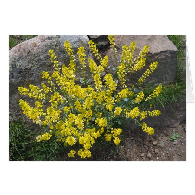 Unbekannte Blume, Seiser Alm, Italien (Vorderseite (Horizontal))