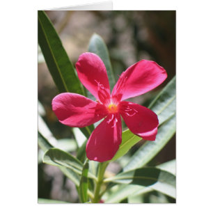 Unbekannte Blume, Todestal