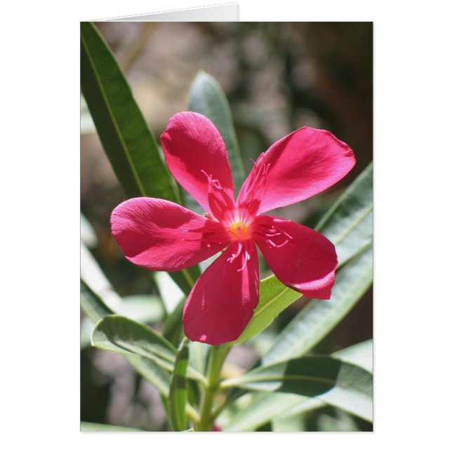 Unbekannte Blume, Todestal (Vorne)