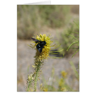 Unbekannte Blume und Insekten, Todestal