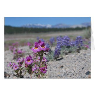 Unbekannte Blume und Lupine, Yosemite-Nationalpark