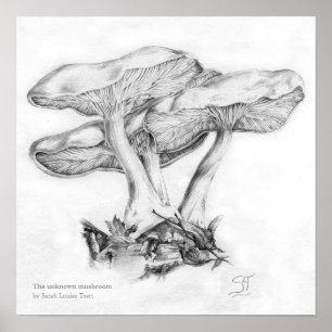 Unbekannter Pilz Bleistift Illustration Quadratdru Poster