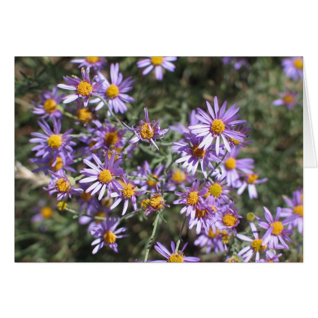 Unbekanntes Ostern, Sequoia-Nationalpark (Vorderseite (Horizontal))