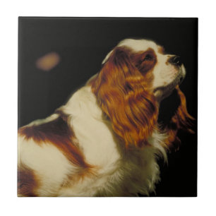 Unbekümmerte Königcharles Spaniel-Fliese Fliese