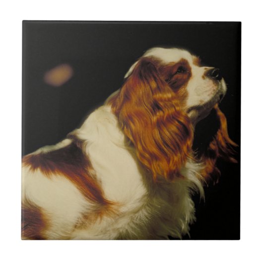 Unbekümmerte Königcharles Spaniel-Fliese Fliese (Vorderseite)