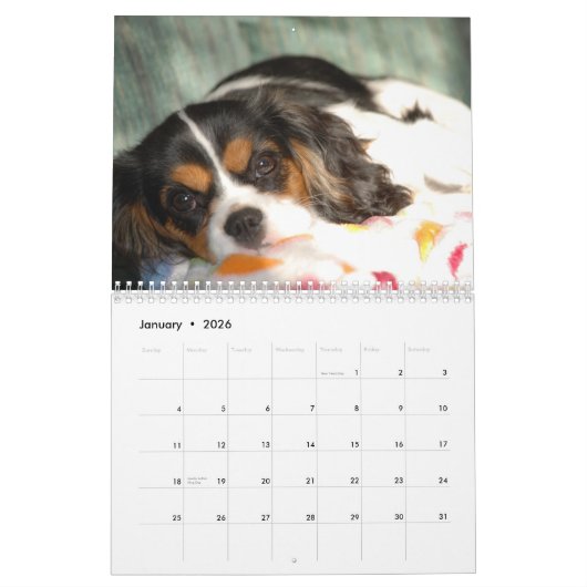 Unbekümmerte Königcharles Spaniel-Liebe! - Kalender (Jan 2026)