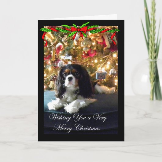 Unbekümmerte Königcharles Spaniel-Weihnachtskarte Feiertagskarte (Vorderseite)