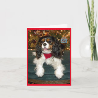Unbekümmerte Königcharles Spaniel-Weihnachtskarte Feiertagskarte