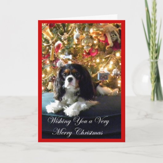 Unbekümmerte Königcharles Spaniel-Weihnachtskarte Feiertagskarte (Vorderseite)
