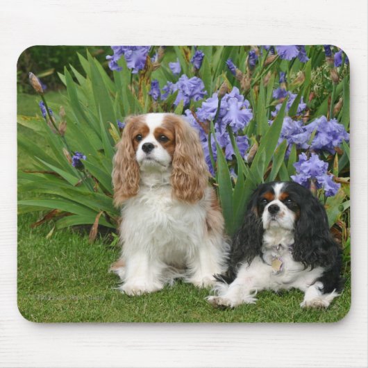 Unbekümmerter König Charles Spaniels im Mousepad (Vorne)