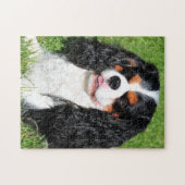 Unbekümmerter König Charles Tri Farbe Puzzle (Horizontal)