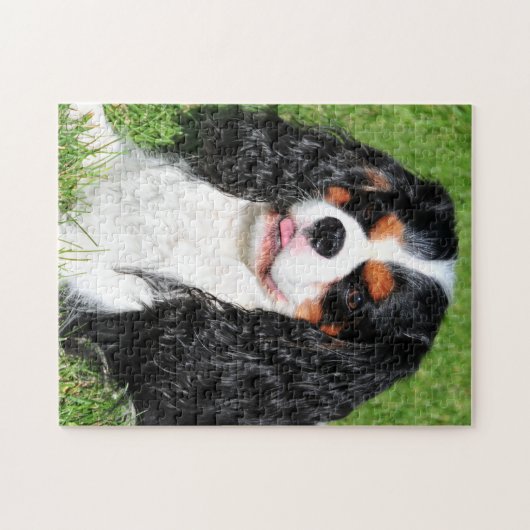 Unbekümmerter König Charles Tri Farbe Puzzle (Horizontal)