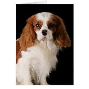 Unbekümmerter Königcharles Spaniel
