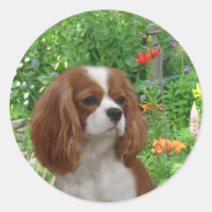 Unbekümmerter Königcharles Spaniel-Aufkleber Runder Aufkleber