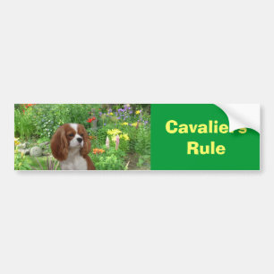 Unbekümmerter Königcharles Spaniel-Autoaufkleber Autoaufkleber