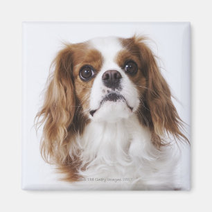 Unbekümmerter Königcharles Spaniel, der im Studi Magnet