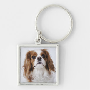 Unbekümmerter Königcharles Spaniel, der im Studi Schlüsselanhänger