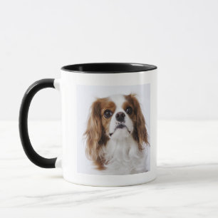 Unbekümmerter Königcharles Spaniel, der im Studi Tasse
