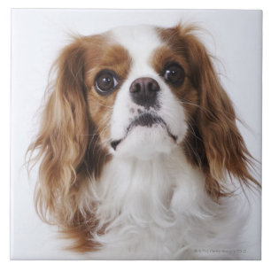 Unbekümmerter Königcharles Spaniel, der im Studio Fliese