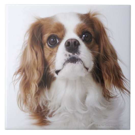 Unbekümmerter Königcharles Spaniel, der im Studio Fliese (Vorderseite)